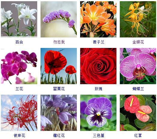 花的种类 花的种类（花的种类大全） 生活