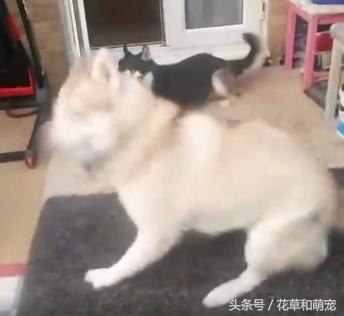 二哈跳舞（二哈跳舞搞笑视频）