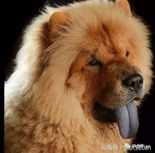 在akc(美国养犬俱乐部)的犬种标准中,松狮的品种标准是舌头的上部和