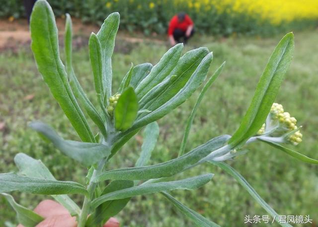 鼠曲草：入药降血压止咳化痰祛风解表6