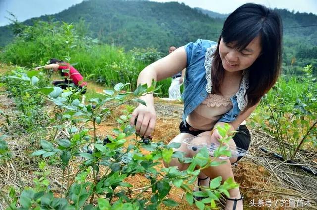 果树广普农药吡虫啉和啶虫脒施用技术及注意事项，防治害虫就靠他3