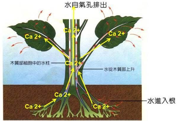 如何施用钙肥比较靠谱呢？我建议你从以下5个角度去思考1