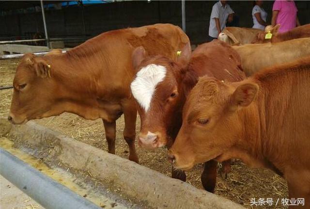 肉牛的养殖技术 教你如何高效养牛   肉牛高效养殖技术和方法
