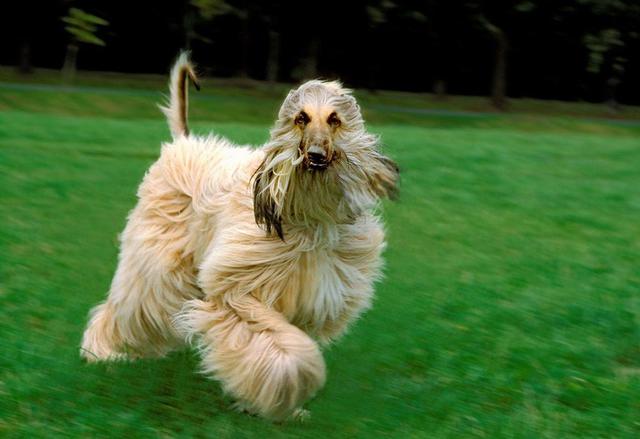 【英国皇家猎犬叫什么】世界上最高贵的犬种可以随意进出五星级酒店
