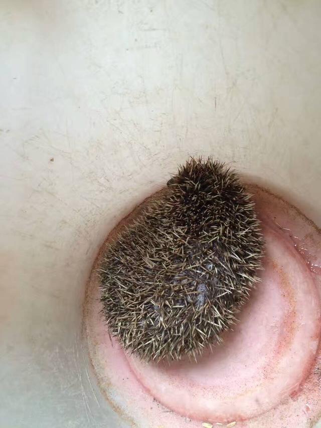 刺猬怎么杀(野生刺猬最好的杀法)-b2少儿学习网