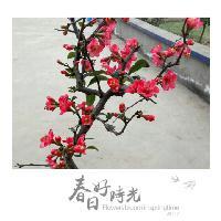 菜菜的舞文玩游戏