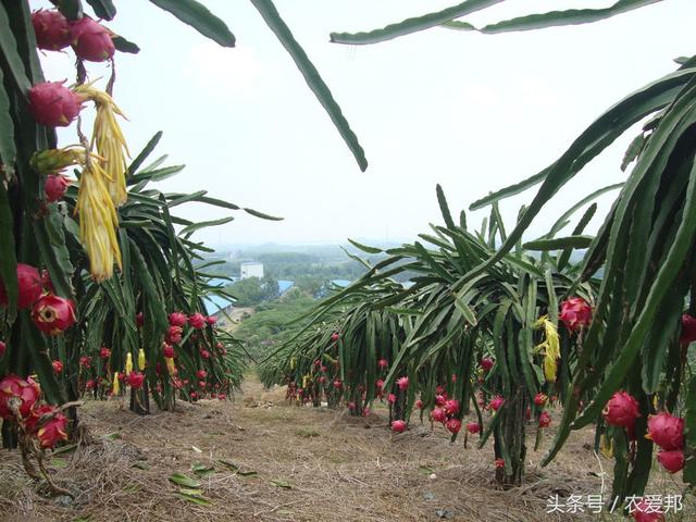 火龙果仙人掌