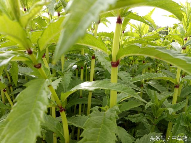 食叶红薯苗的种植 地瓜儿苗,鲜嫩茎叶及根茎药食两用,为野菜珍品,可
