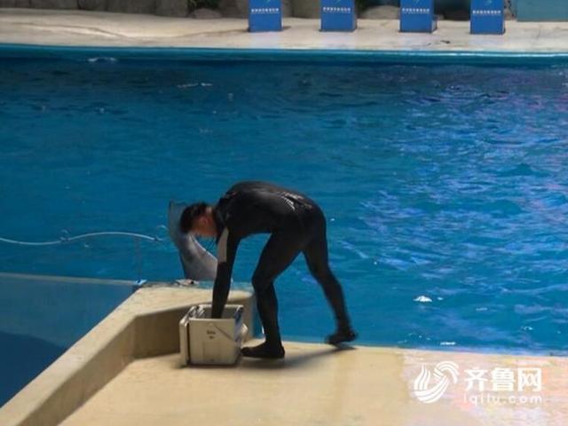 白鲸驯养(白鲸驯养员)