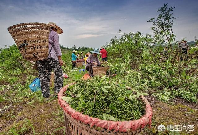 名贵药材种植