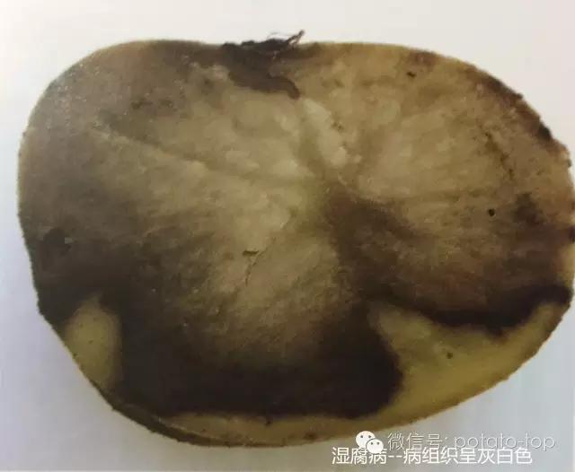 马铃薯储藏病害及其防治措施19