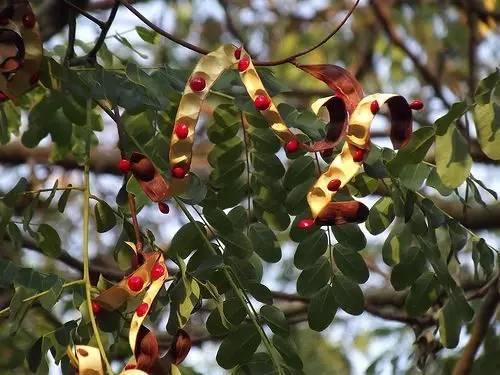 为何红豆代表相思(相思中的红豆指的是什么) – b1句子网