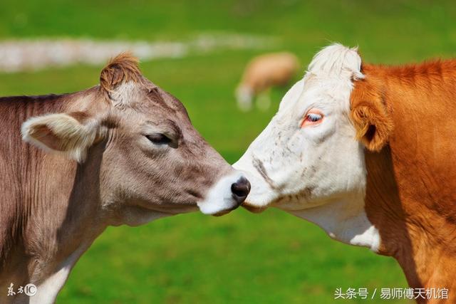 水牛命是指什么意思