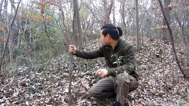 今天,野人哥哥要给小伙伴们介绍一种常用和简单的吊脚套陷阱,这种陷阱