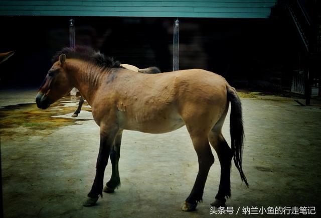 汗血寶馬學名阿哈爾捷金馬,是世界上最古老最純正的馬種之一,產於土庫