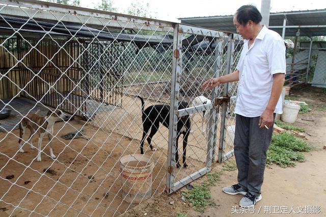 格力犬撵兔