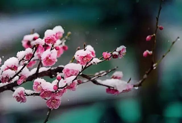 中国国花