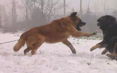 高加索犬咬死藏獒