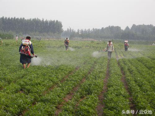 精噁唑禾草灵使用技术介绍及防除注意事项！1