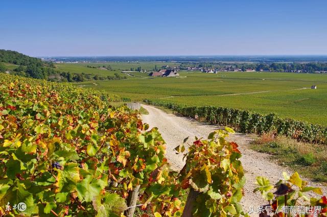 鹰啸红酒价格(狼啸干红葡萄酒价格)