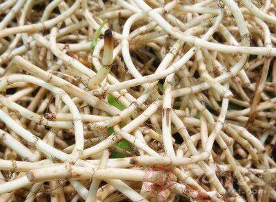 眼角化脓可以喝鱼腥草