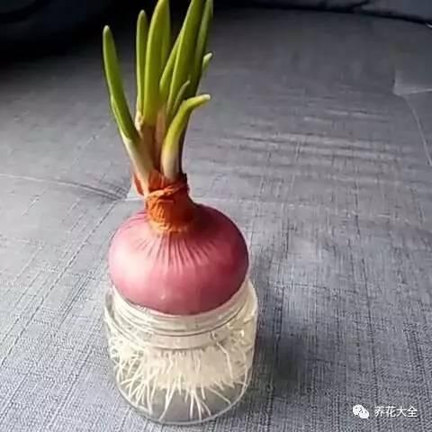 养花技巧