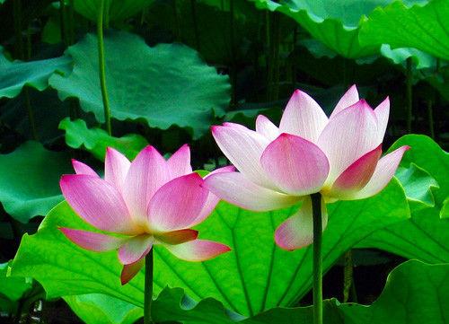 曼陀罗花语