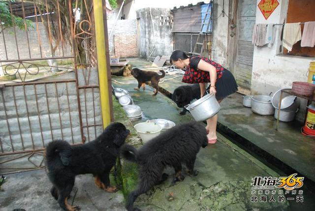 藏獒养殖基地 藏獒养殖基地（藏獒养殖技术） 动物