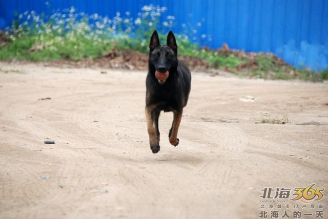 藏獒养殖基地