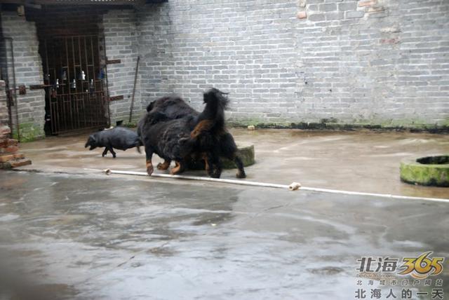 藏獒养殖基地 藏獒养殖基地（藏獒养殖技术） 动物