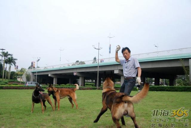 藏獒养殖基地