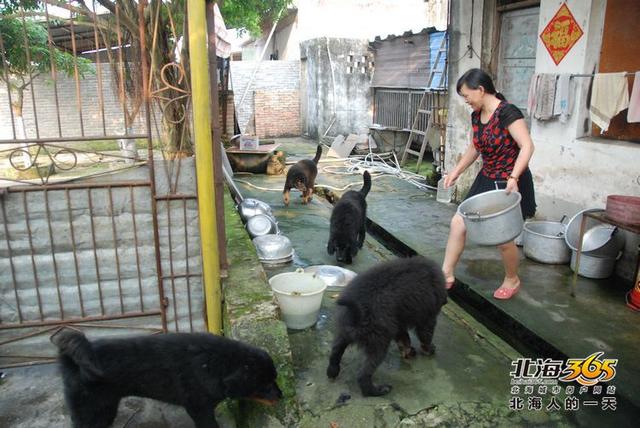 藏獒养殖基地