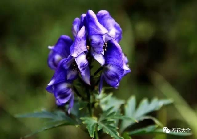 霁风花花语图片