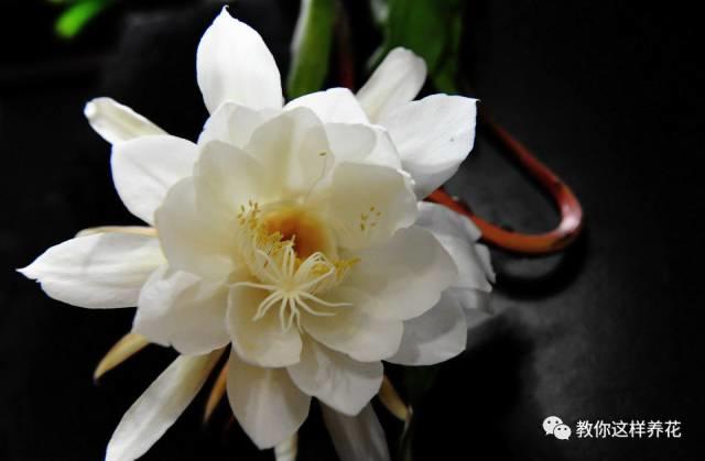 风中花语 风中花语（风中花雨楼） 生活