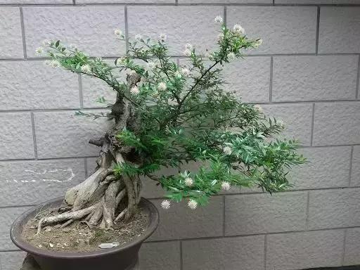 盆栽水杨梅怎么养(水杨梅盆栽养护)-锐牛沃德讯息网