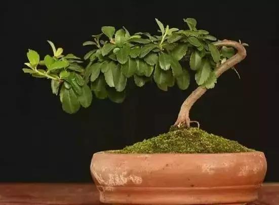 盆栽水杨梅怎么养(水杨梅盆栽养护)-锐牛沃德讯息网