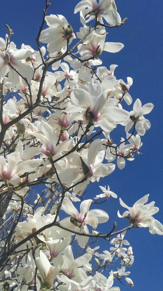 白玉兰花语 白玉兰花语