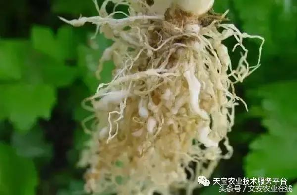 防治根结线虫药剂大全！10