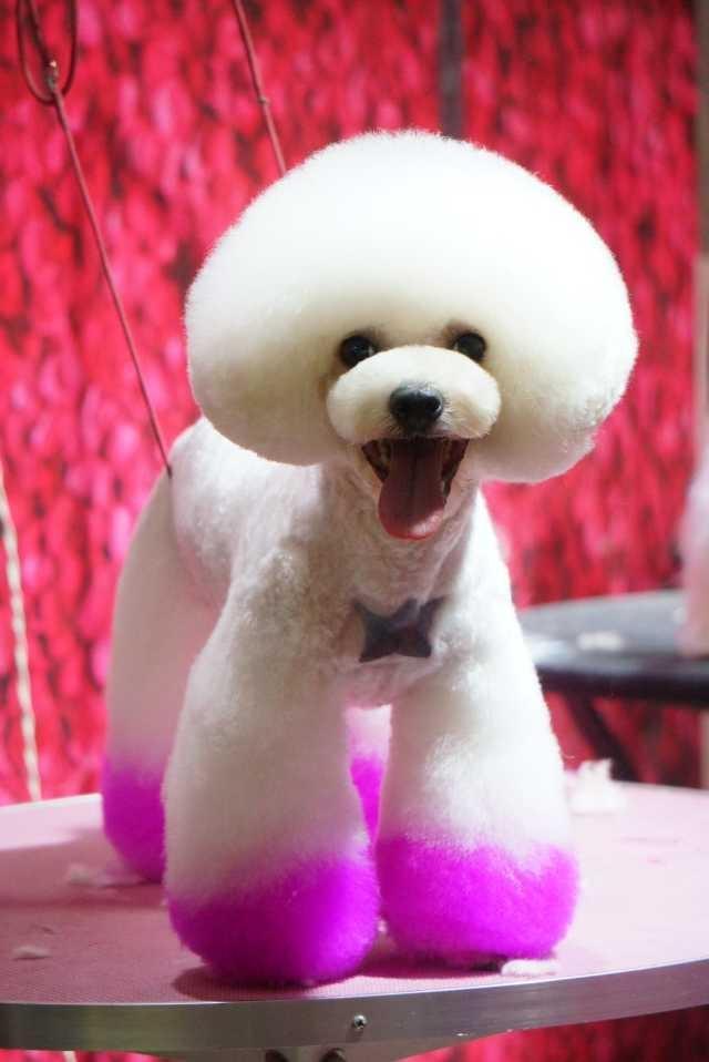 可爱泰迪图片(泰迪个性造型)