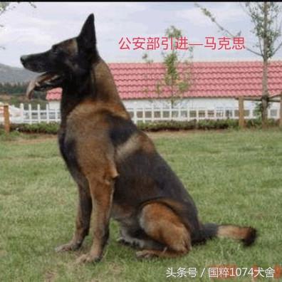 中国马犬 中国马犬（中国马犬基地） 动物