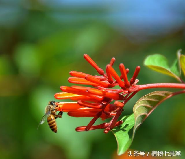 希茉莉