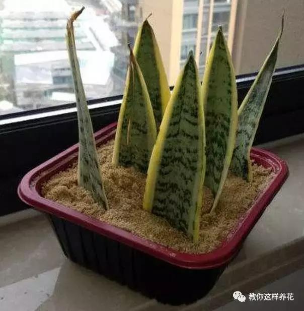 虎皮兰的风水作用 虎皮兰的风水作用（虎皮兰风水作用辟邪） 生活