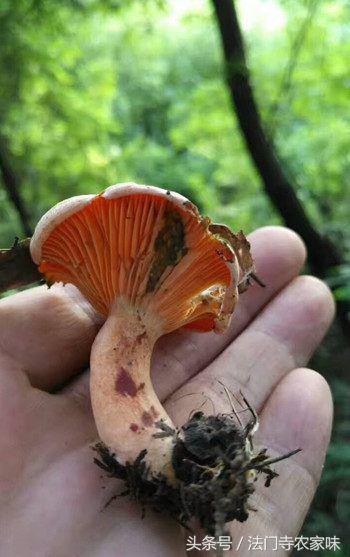 野山菇含什么营养？