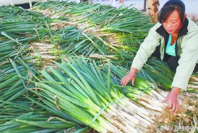 大葱地除草，既安全又彻底，这种方法效果最好6