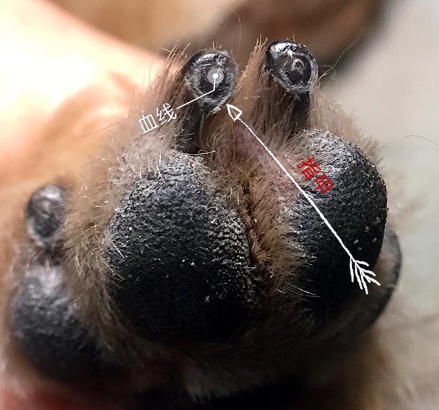 狗狗指甲剪流血了怎么办(被狗狗指甲划了一条红印)