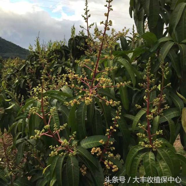 所有人 芒果花果期遭遇白粉病，必须重点防治！（附方案）2