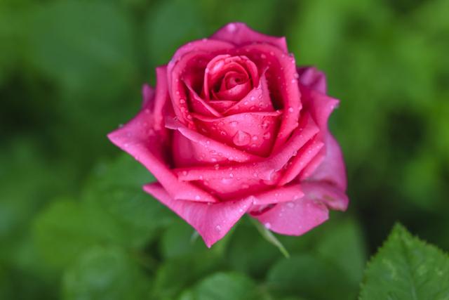 玫瑰花含义 玫瑰花含义（玫瑰花含义和朵数大全） 生活
