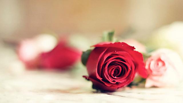 玫瑰花含义 玫瑰花含义（玫瑰花含义和朵数大全） 生活
