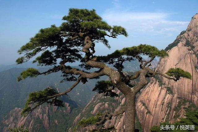 赞美黄山的诗句（黄山最出名的一句话）(28)