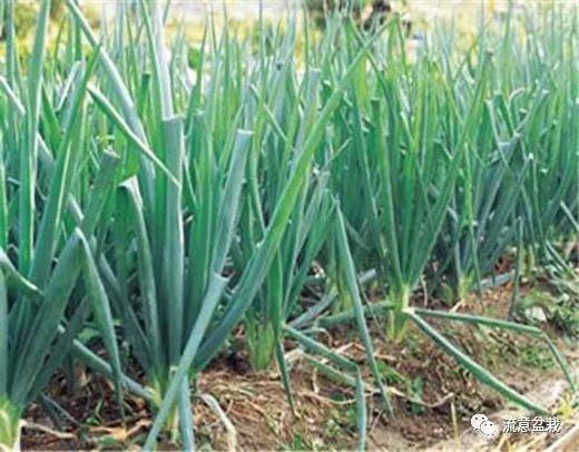 烟叶花椒自制植物性农药，一招解决花卉生病难题！8